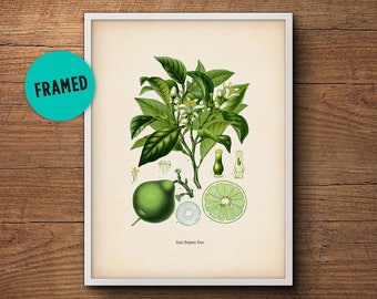 Framed botanical, Citrus print, Bergamot, Kitchen decor, Citrus print, Kitchen art, Vintage botanical, Framed art, Framed print, Wall art