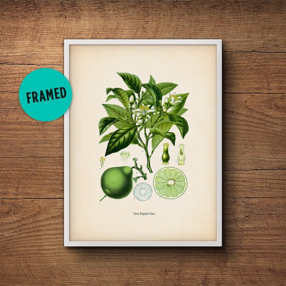 Framed botanical, Citrus print, Bergamot, Kitchen decor, Citrus print, Kitchen art, Vintage botanical, Framed art, Framed print, Wall art