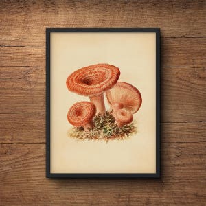 Impresión de setas, cartel de setas, ilustración botánica, arte botánico, impresión vegetal, arte de pared de cocina, decoración de cocina, impresión vintage