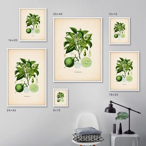 K&ouml;nnte beinhalten: Ein Satz von acht botanischen Drucken mit Illustrationen von Limettenb&auml;umen mit gr&uuml;nen Bl&auml;ttern und Fr&uuml;chten. Die Drucke sind in Wei&szlig; gerahmt und in verschiedenen Gr&ouml;&szlig;en erh&auml;ltlich, darunter 8x10 Zoll, 12x16 Zoll, 16x20 Zoll, 18x24 Zoll, 24x36 Zoll und 30x40 Zoll.
