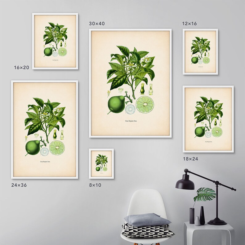 add a touch of nature to your kitchen with citrus... Botanical Citrus Print, Bergamot, Kitchen Decor, Citrus Print, Kitchen ...