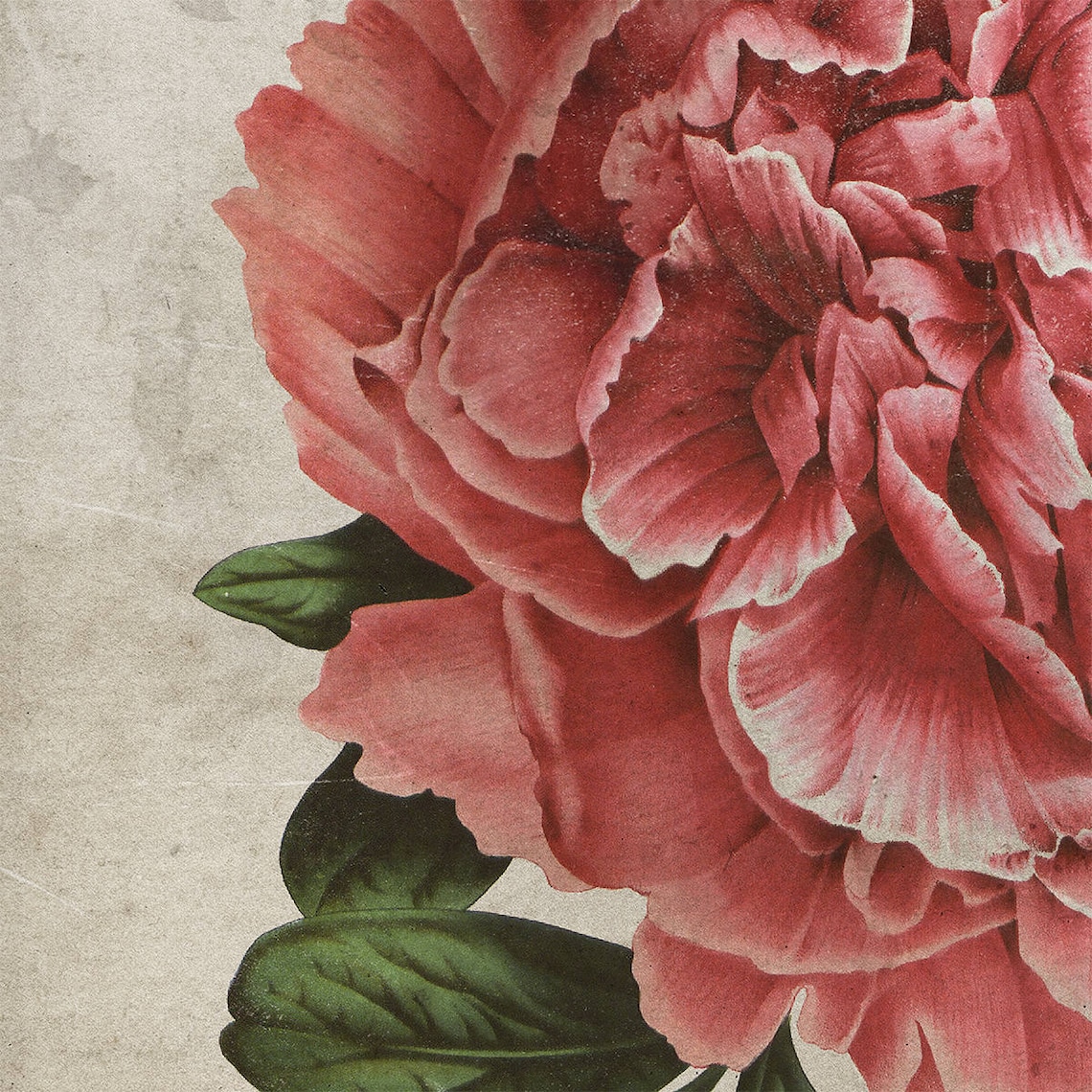 Pink Peony Botanical Print Peony Art Peony Poster Vintage Etsy Australia
