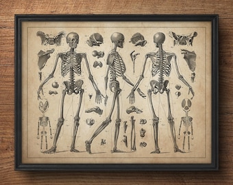 Anatomie skelet print, Anatomie muur kunst, Anatomie print, Anatomie kunst afdrukken, Grote kunst, Grote poster, Medische kunst, Medische student geschenk
