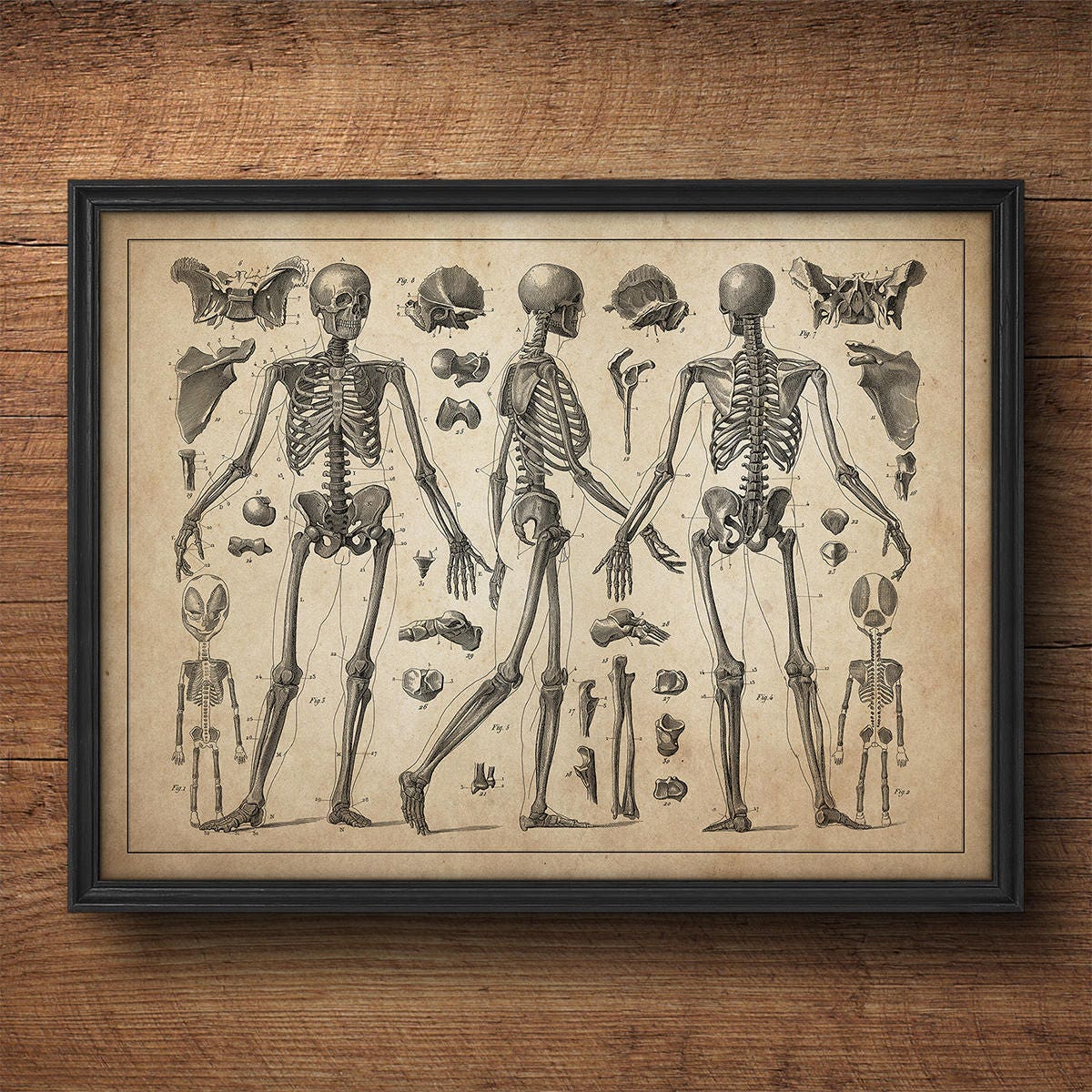 Anatomy Skeleton Print Anatomy Wall Art Anatomy Print Anatomy Art anatomy-skeleton-print-anatomy-wall-art-anatomy-print-anatomy-art