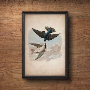 Audubon Vogel Druck, Schwalbe Druck, Antiker Vogel Druck, Audubon Poster, Vögel Amerikas, John James Audubon, Wandkunst, Wanddekoration, Große Kunst