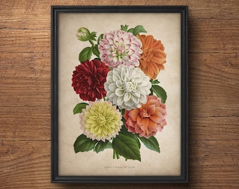 Dahlias Print, Antique French Dahlias prints, Botanical Prints, Botanical illustration, Botanical Art, Vintage Botanicals, Flower print