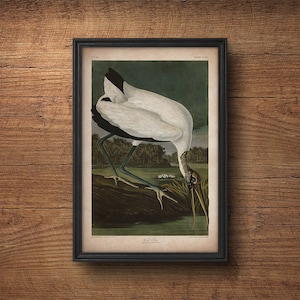 Audubon Vogel Druck, Antiker Vogel Druck, Storch Druck, Ibis Druck, Audubon Druck, Vögel von Amerika, John James Audubon, Wand dekor, Große Kunst