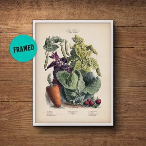 Vintage vegetable poster, Framed art, Botanical illustration art, Vegetable print, French vegetables, Botanical print, Large wall art