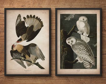 Audubon birds, Set di stampa, Stampa aquila, Stampa gufo, Stampa Audubon, Uccelli d'America, John James Audubon, Stampa grande, Arte murale