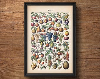 Fruit print, Fruit illustration, Botanical print, Botanical fruit, Botanical illustration, Vintage Botanical art, Kitchen art, Wall art