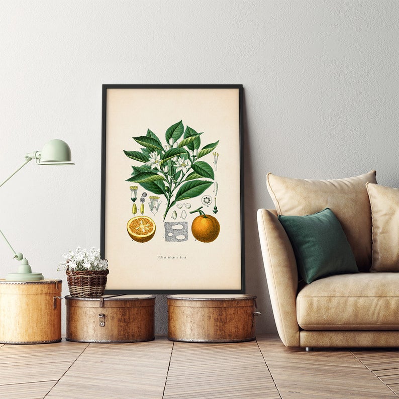 Orange fruit print, Framed art, Framed botanical, Kitchen decor, Citrus print, Kitchen art, Citrus print, French botanical, Vintage fruit image 2