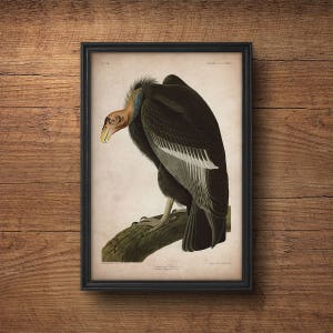 Audubon bird print, Vulture print, Antique bird print, Audubon print, Birds of America, John James Audubon, Wall art, Wall decor, Large art