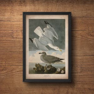 Audubon bird print, Seagull print, Antique bird print, Audubon print, Birds of America, John James Audubon, Wall art, Wall decor, Large art