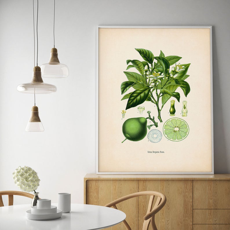 K&ouml;nnte beinhalten: Eine Vintage-botanische Illustration eines Bergamottenbaums (Citrus Bergamia) mit gr&uuml;nen Bl&auml;ttern, wei&szlig;en Bl&uuml;ten und einer gr&uuml;nen Bergamotte. Die Illustration befindet sich auf einem cremefarbenen Hintergrund mit dem Text "Citrus Bergamia Risso."