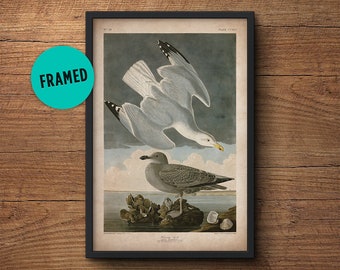 Pelican bird print, Framed art, Pelican print, Audubon print, Audubon print, Birds of America, John James Audubon, Framed print, Wall art