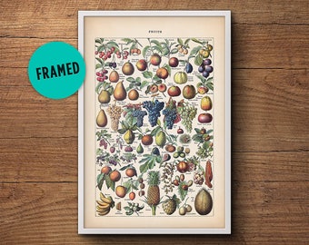 Fruit print, Framed art, Fruit illustration, Botanical print, Botanical fruit, Botanical illustration, Vintage Botanical art, Kitchen art