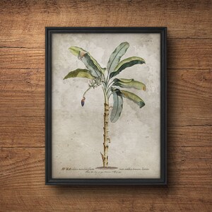 Palm tree print, Palm leaves print, Botanical illustration, Palm leaf print, Palm wall art, Banana leaves print, Tropical leafs print
