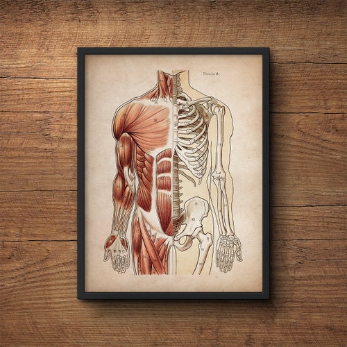 Anatomy Poster Framed Art Anatomy Print Muscular System - Etsy