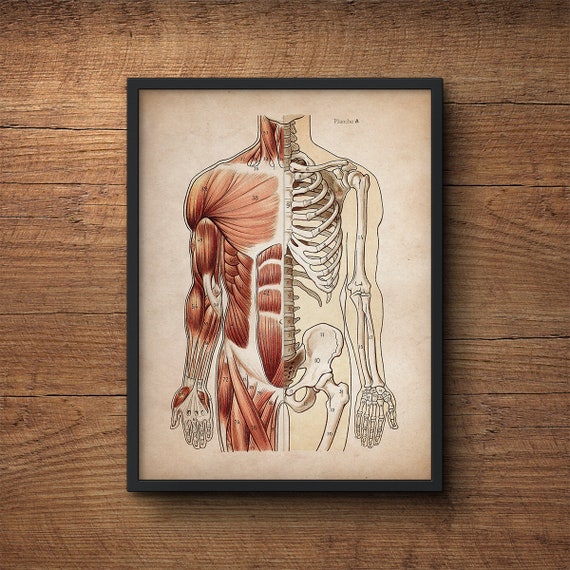 Poster anatomia, stampa anatomia, stampa sistema muscolare, poster anatomia  umana, scheletro, disegno anatomico, anatomia umana, arte murale -   Italia