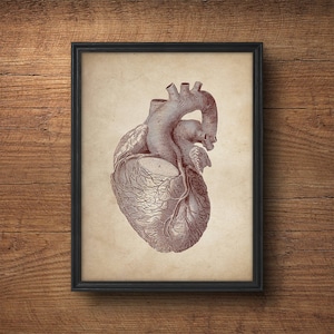 Heart Print, Anatomy Print, Anatomy Poster, Cardiology Decor, Human ...