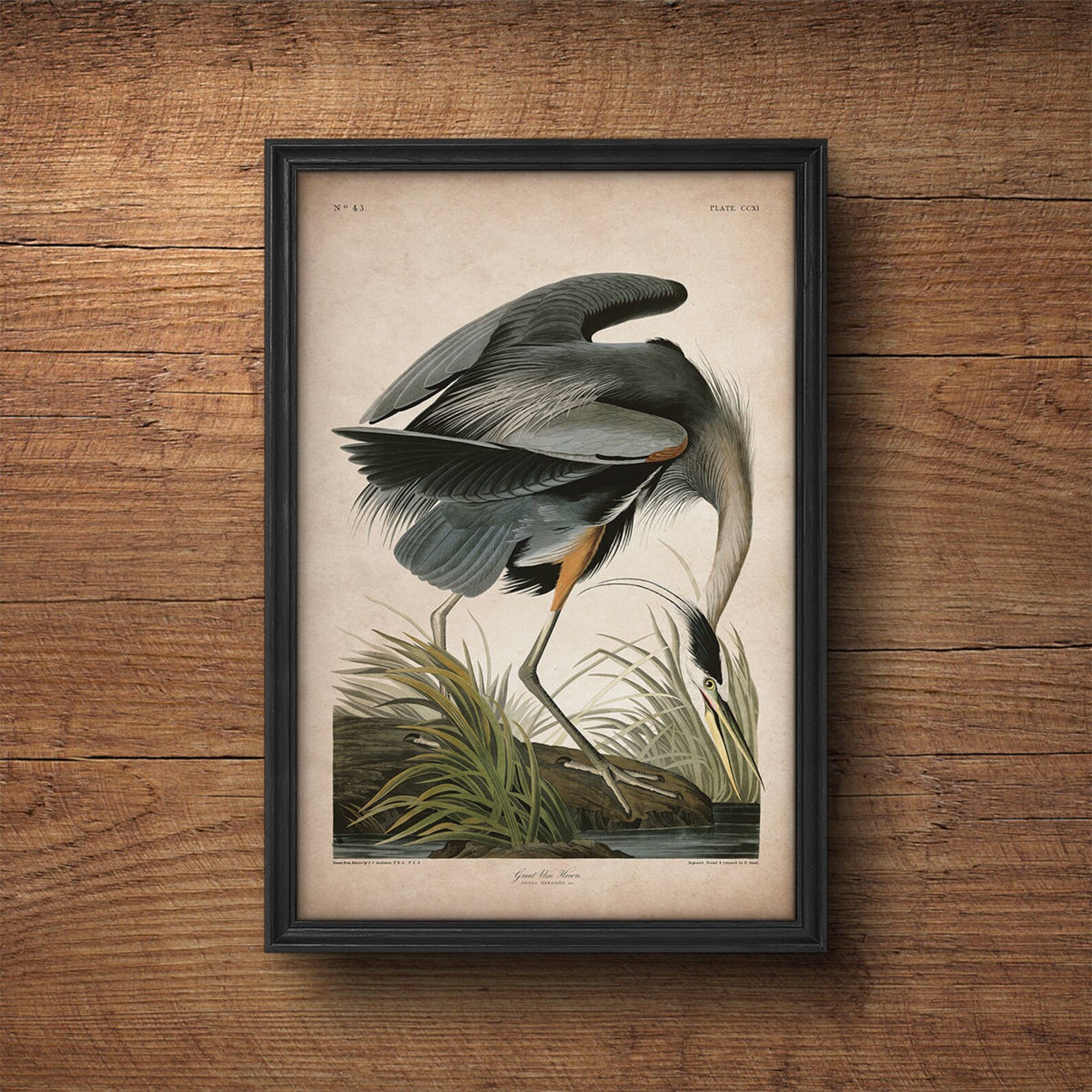 Постер птицы. Постеры с птицами для интерьера. Пастер птица. Картина Постер птицы.