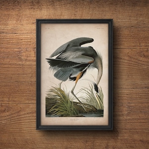 Audubon Vogel Druck, Reiher Druck, Antiker Vogel Druck, Audubon Poster, Vögel Amerikas, Große Wandkunst, Kinderzimmer Kunst, Wand dekor, Große Kunst
