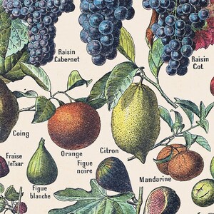 Fruit Print, Fruit Illustration, Botanical Print, Botanical Fruit ...
