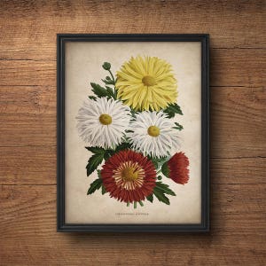 French Botanical Print, Chrysanthemum Print, Botanical Prints, Botanical illustration, Botanical Art, Vintage Botanicals, Flower print