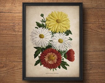 Impresión botánica francesa, impresión de crisantemo, impresiones botánicas, ilustración botánica, arte botánico, botánicos vintage, impresión de flores
