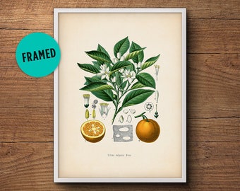 Orange fruit print, Framed art, Framed botanical, Kitchen decor, Citrus print, Kitchen art, Citrus print, French botanical, Vintage fruit