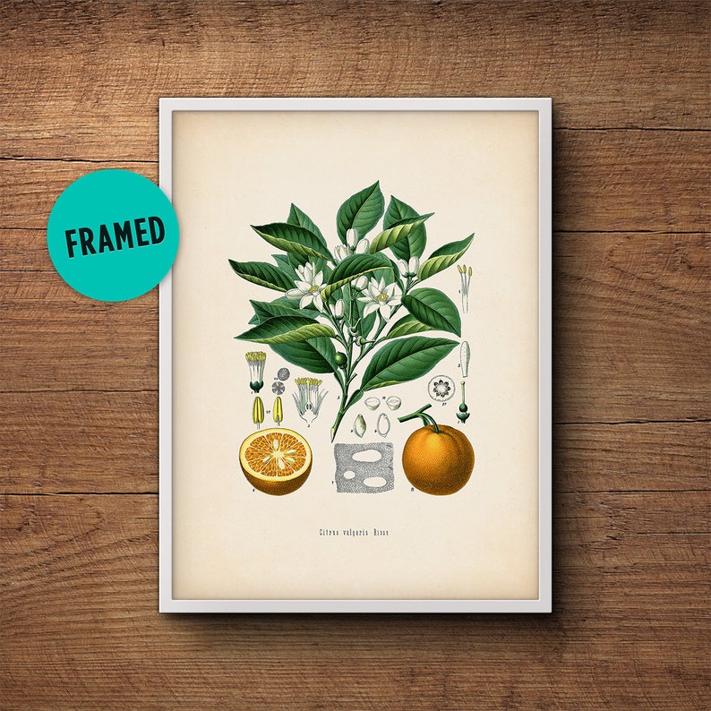 Orange fruit print, Framed art, Framed botanical, Kitchen decor, Citrus print, Kitchen art, Citrus print, French botanical, Vintage fruit image 1