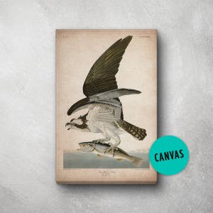 Audubon Bird Print, Canvas, Hawk Print, Birds of America, John James Audubon, Large Print, Wall Art, Pink Flamingo, Large wall art