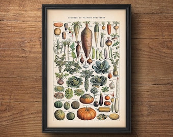 Könnte beinhalten: Eine Vintage-botanische Illustration verschiedener Gemüse und Wurzelgemüse, darunter Karotten, Kartoffeln, Zwiebeln, Rüben und Kürbisse. Die Illustration ist in einem schwarzen Rahmen und trägt oben den französischen Text "Légumes et Plantes Potagères".