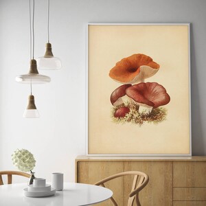 K&ouml;nnte beinhalten: Eine Vintage-botanische Illustration von orangefarbenen und roten Pilzen mit wei&szlig;en Stielen. Die Pilze sind auf einem cremefarbenen Hintergrund mit einem hellbraunen Rand dargestellt.