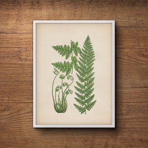 Fern leaf print, Fern wall print, Botanical print of ferns, Vintage botanical illustration, Botanical illustration, Kitchen decor, Wall art