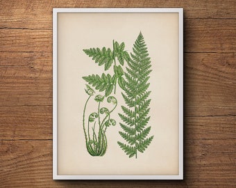 Fern leaf print, Fern wall print, Botanical print of ferns, Vintage botanical illustration, Botanical illustration, Kitchen decor, Wall art