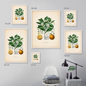 Citrus art print, Botanical art, Orange fruit, Kitchen decor, Citrus print, Kitchen art, Kitchen citrus print, Farmhouse decor, Kitchen art image 4