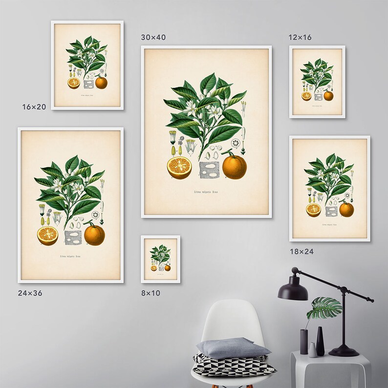 Orange fruit print, Framed art, Framed botanical, Kitchen decor, Citrus print, Kitchen art, Citrus print, French botanical, Vintage fruit image 4