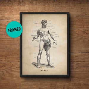 Anatomy poster, Framed art, Human body, Anatomy illustration, Anatomy decor, Human anatomy poster, Anatomy print, Medical student gift