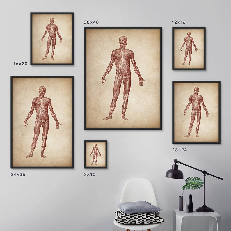 Anatomy print set of 2 Human anatomy posters Anatomy home | Etsy