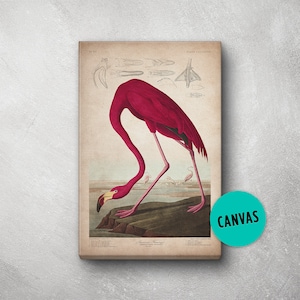 Flamingo Print, Canvas, Audubon Print, Bird Print Birds of America, John James Audubon, Large Print, Wall Art, Pink Flamingo, Wall Print