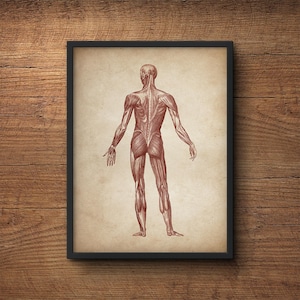 Anatomy print, Anatomy poster, Muscular system print, Human anatomy poster, Medical print, Anatomical drawing, Human anatomy, Wall art