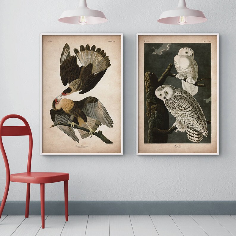 Pu&ograve; includere: Due illustrazioni vintage di uccelli. La prima mostra un falco marrone e bianco con la testa rossa appollaiato su un ramo. La seconda mostra due gufi bianchi con segni neri appollaiati su un ramo in una foresta oscura.