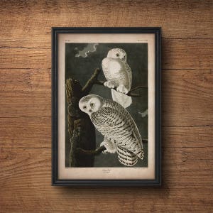 Audubon Vogel Druck, Schnee Eule Druck, Antiker Vogel Druck, Audubon Druck, Vögel von Amerika, John James Audubon, Wandkunst, Wand dekor, Große Kunst
