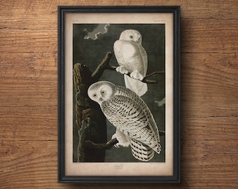 Audubon bird print, Snow owl print, Antique bird print, Audubon print, Birds of America, John James Audubon, Wall art, Wall decor, Large art