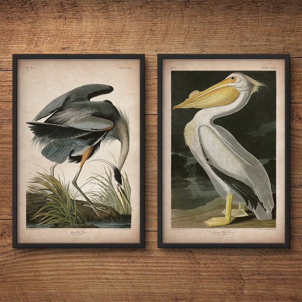 Audubon birds, Print set, Heron print, Pelican print, Audubon print, Birds of America, John James Audubon, Large print, Wall art