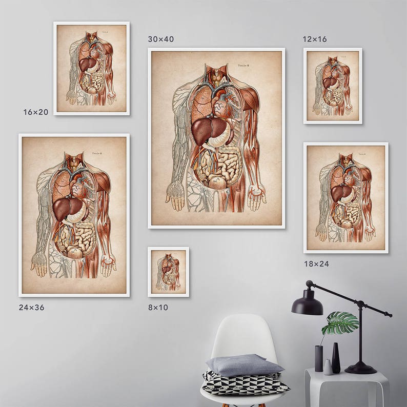 Anatomy Print Set Human Anatomy Posters Anatomy Home Decor Etsy UK