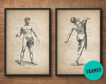 Framed anatomy print set of 2, Framed art, Anatomy posters, Anatomy home decor, Anatomy illustrations, Human male, Medical student gift