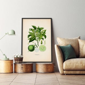 K&ouml;nnte beinhalten: Eine Vintage-botanische Illustration eines Limettenbaums mit gr&uuml;nen Bl&auml;ttern, wei&szlig;en Bl&uuml;ten und einer Limettenfrucht. Die Illustration ist in einem schwarzen Rahmen gerahmt und h&auml;ngt an einer wei&szlig;en Wand.