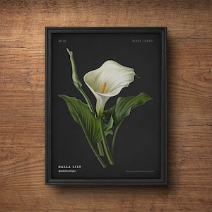 Calla lily print, Botanical wall art, Flower print, White flower, Vintage botanical print, Antique botanical, Large wall art, White lily